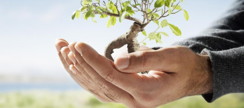 Tree in hand - productivity - Why Productive People Get Up Insanely Early | Tamma Capital