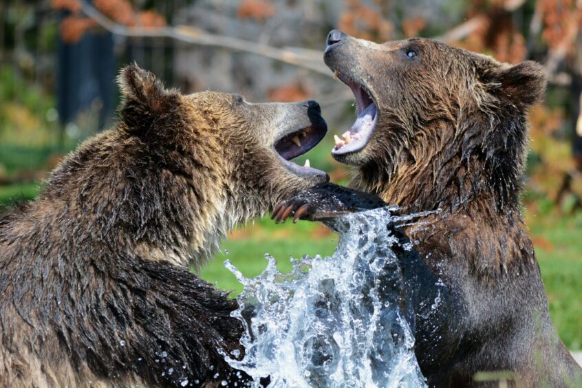 Bears scaled - What does the movie Revenant have to do with the Stock Market? - What does the movie Revenant have to do with the Stock Market? | Tamma Capital