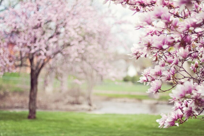 Spring 2 - organize your finances - Spring Clean Your Finances; 5 Ways to Get Organized | TAMMA Capital